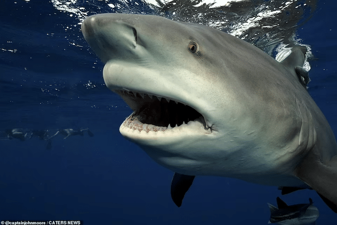 un requin bouledogue