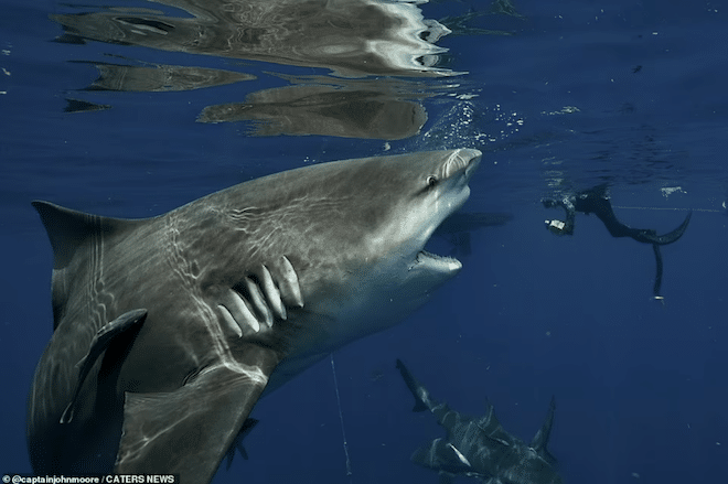 le requin photographié par John Moore