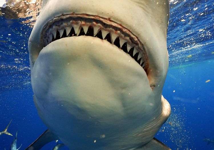 le requin bouledogue