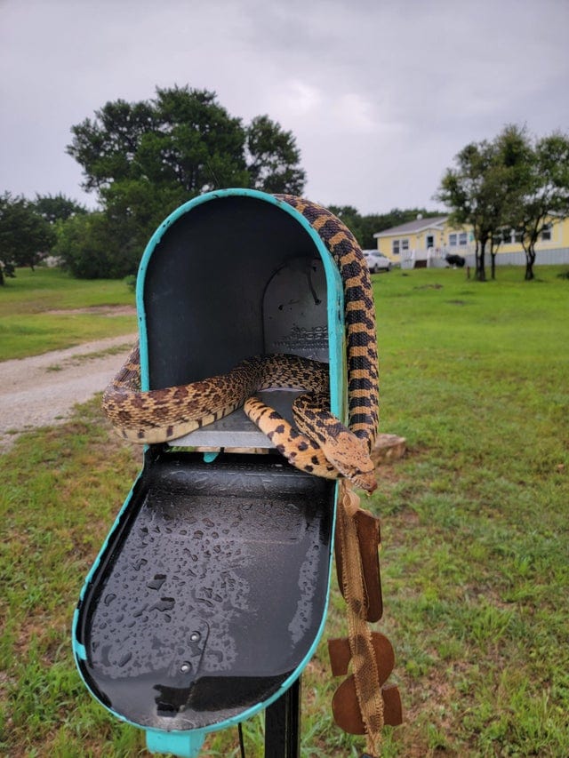 un serpent dans une boîte aux lettres