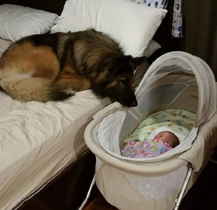 un chien et un bébé