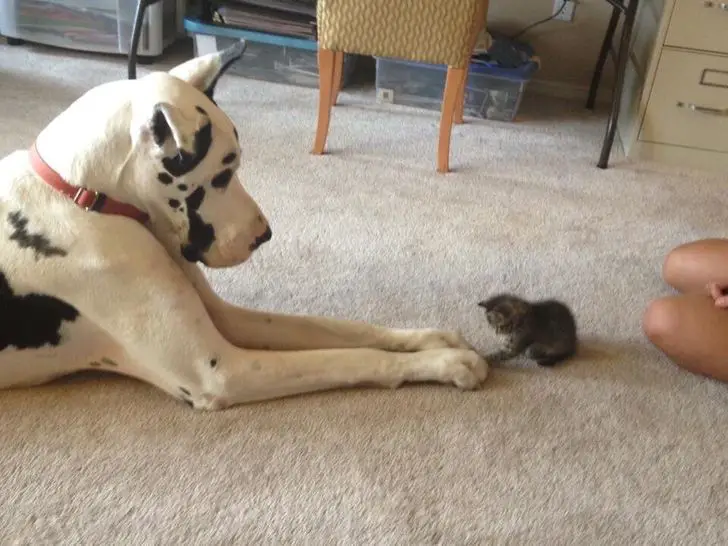 un chien et un chaton