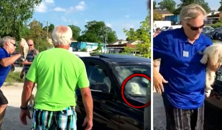 Il brise la vitre d’une BMW pour sauver un chien enfermé en plein soleil et risque des poursuites (vidéo)