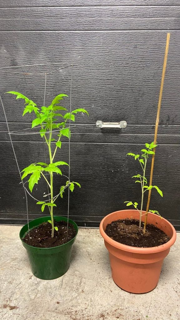 deux plants de tomates