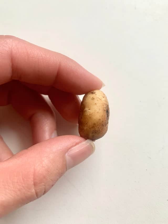 une petite patate