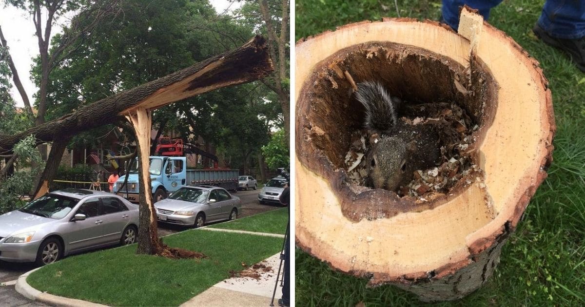 une voiture sous un arbre et un diamant