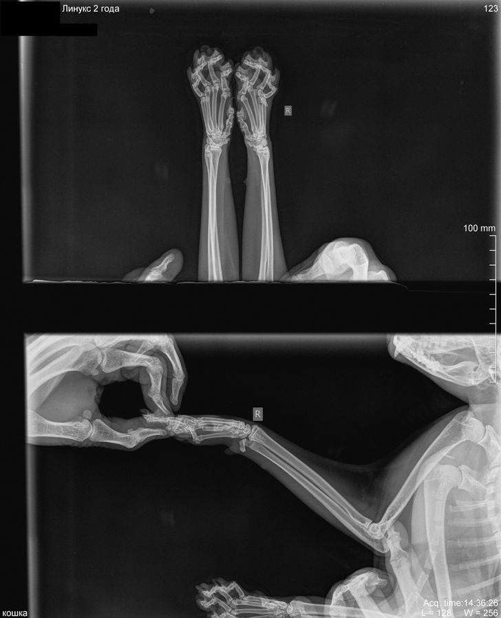 la radiographie d'un chat