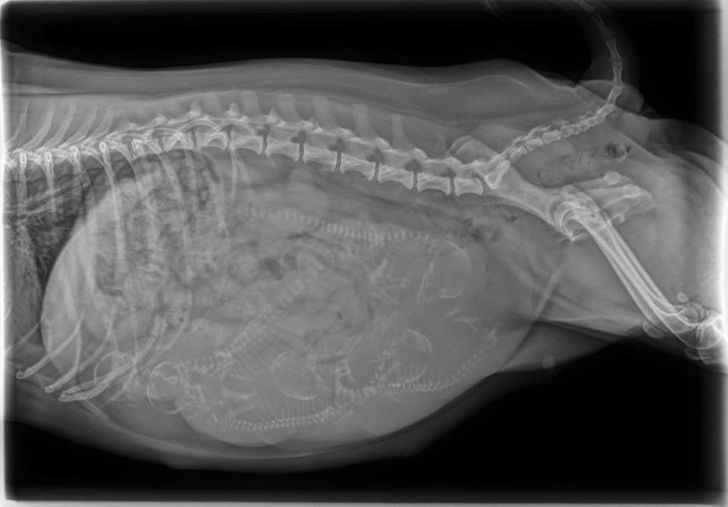 la radiographie d'une chienne enceinte