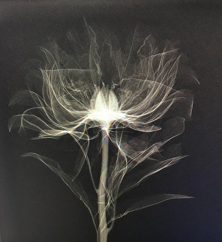 la radiographie d'une fleur