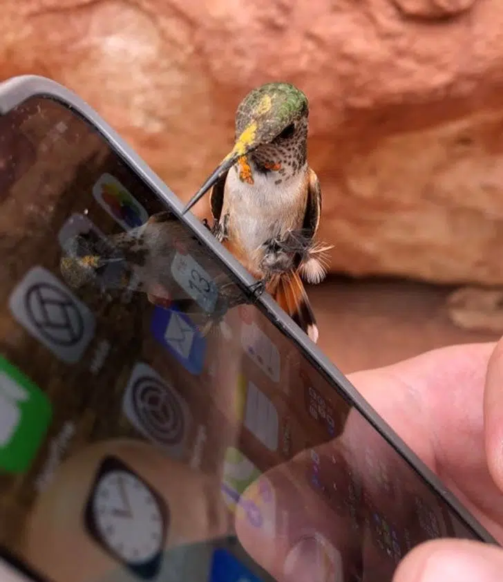 oiseau-colibri-smartphone