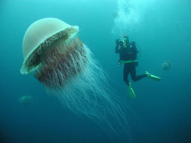 choses-méduse-géante