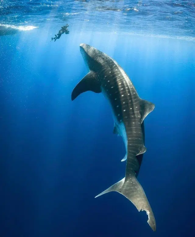 choses-requin-baleine-géant
