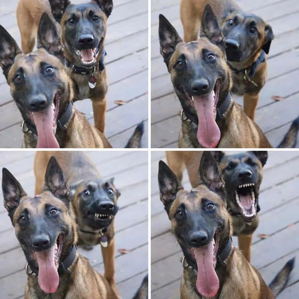 chiens-photobombing