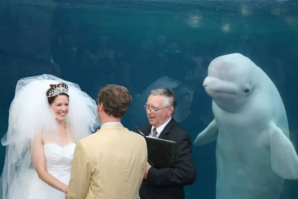 photobombs-mariage