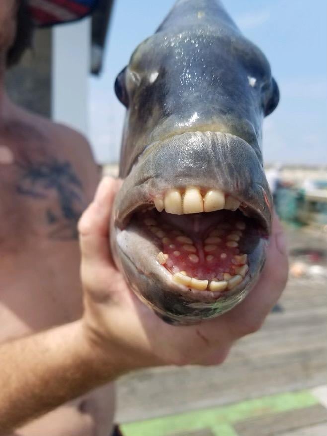 poisson-aux-dents-humaines