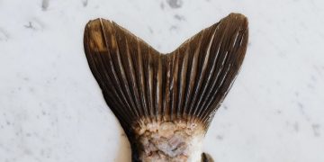 un-etrange-poisson-aux-dents-humaines-decouvert-par-pecheur-amerique