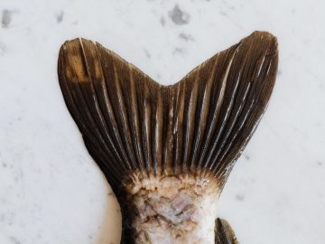 un-etrange-poisson-aux-dents-humaines-decouvert-par-pecheur-amerique