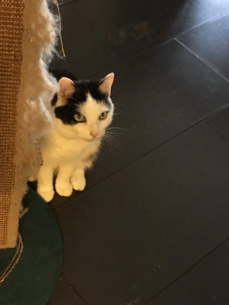 Chat à 3 pattes avant