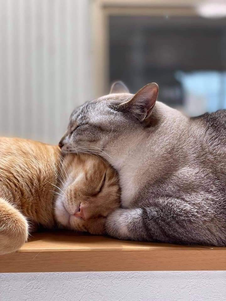 Chats trompe-l'oeil