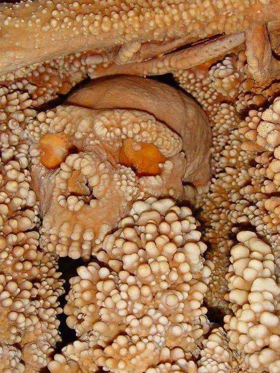 Crâne enveloppé de calcaire