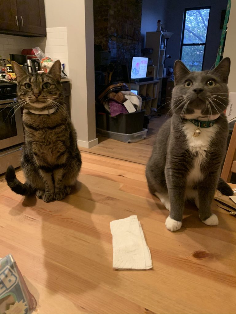 Chats énormes