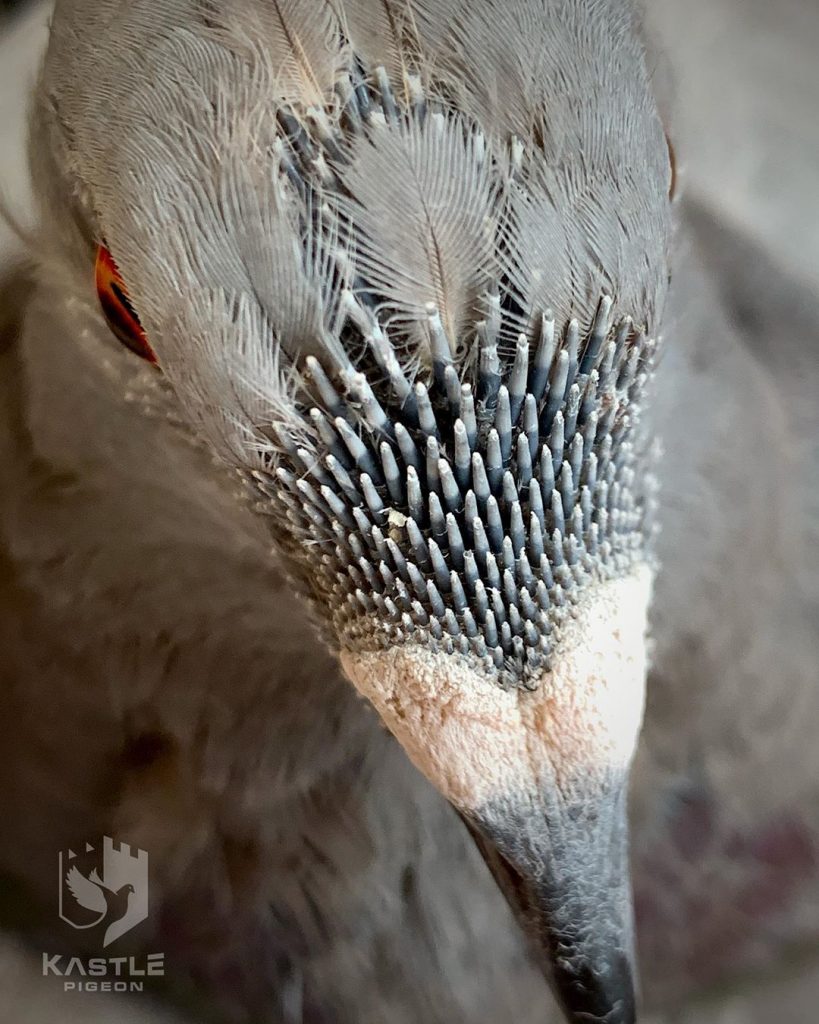 Plumes de pigeon