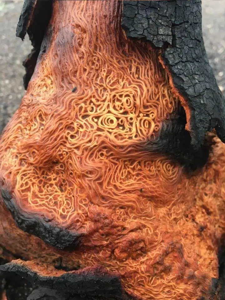 Un arbre brûlé