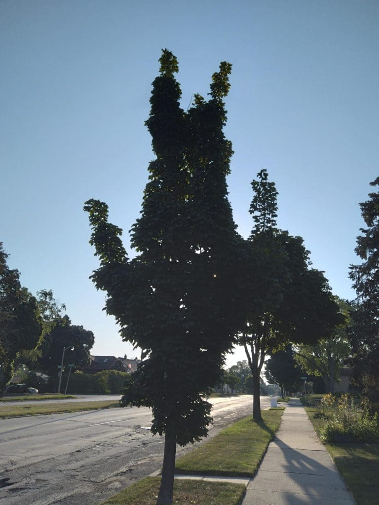 Un arbre ressemblant à une personne à l'envers