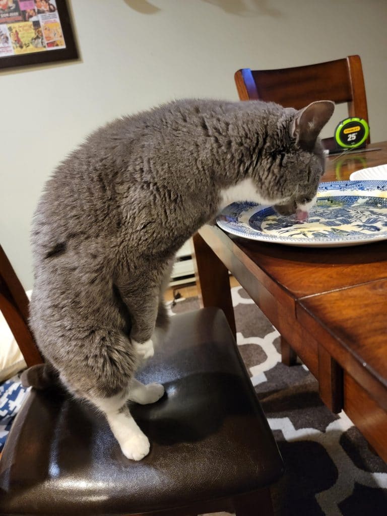Un chat