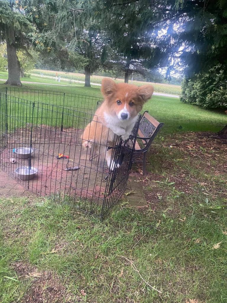 Un chien