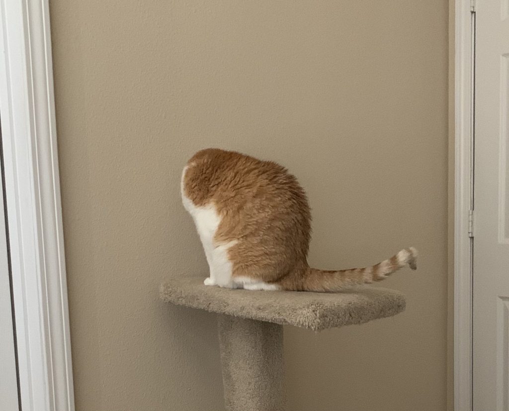 Chat sans tête