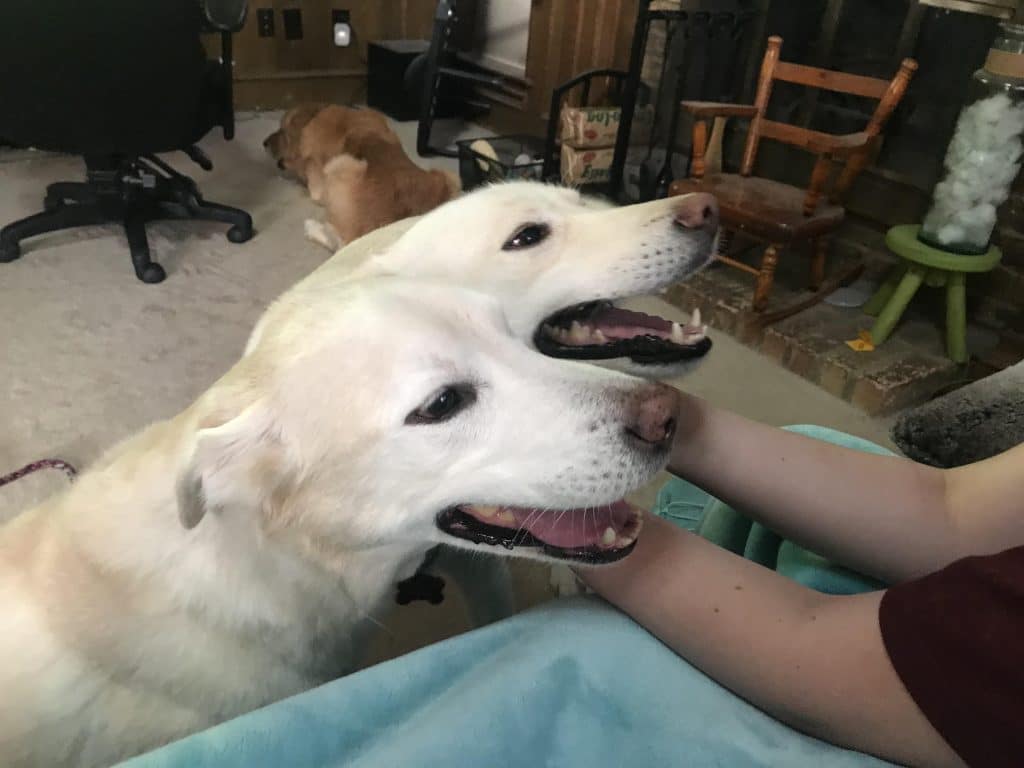 chien à deux têtes