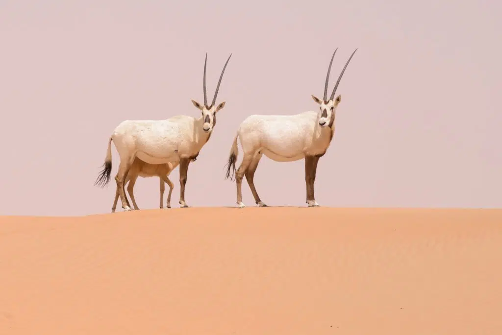 oryx d'Arabie