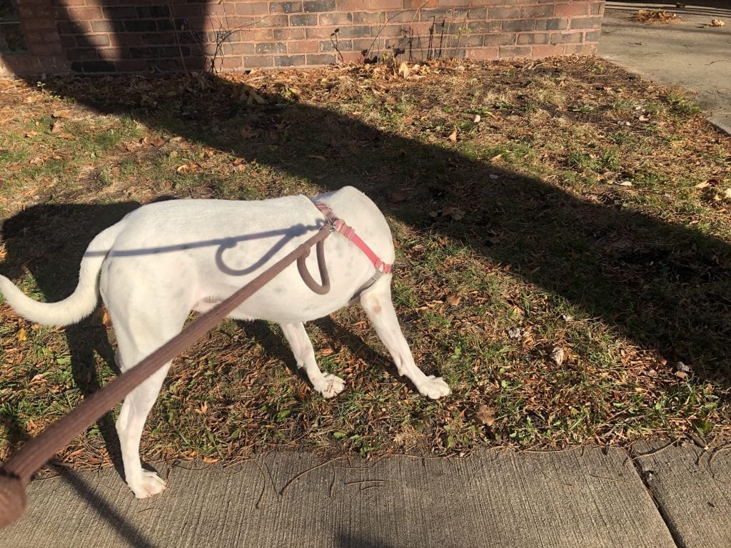 Un chien sans tête