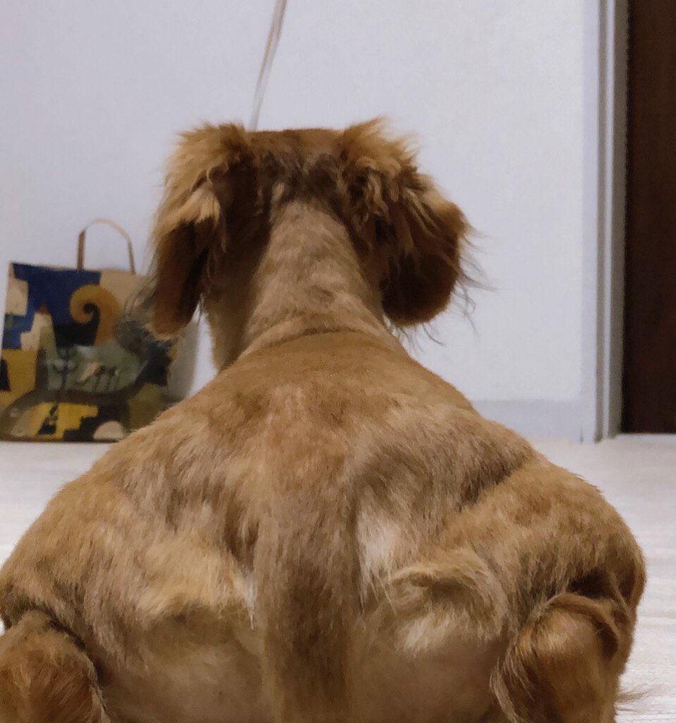 Un homme-chien