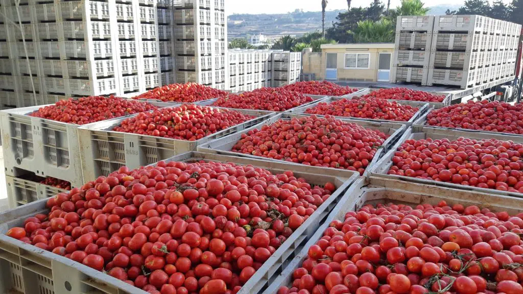Des caisses de tomates