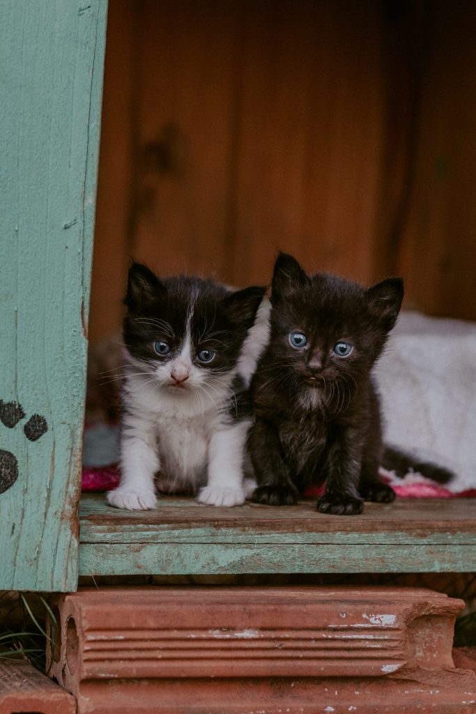 Des chatons