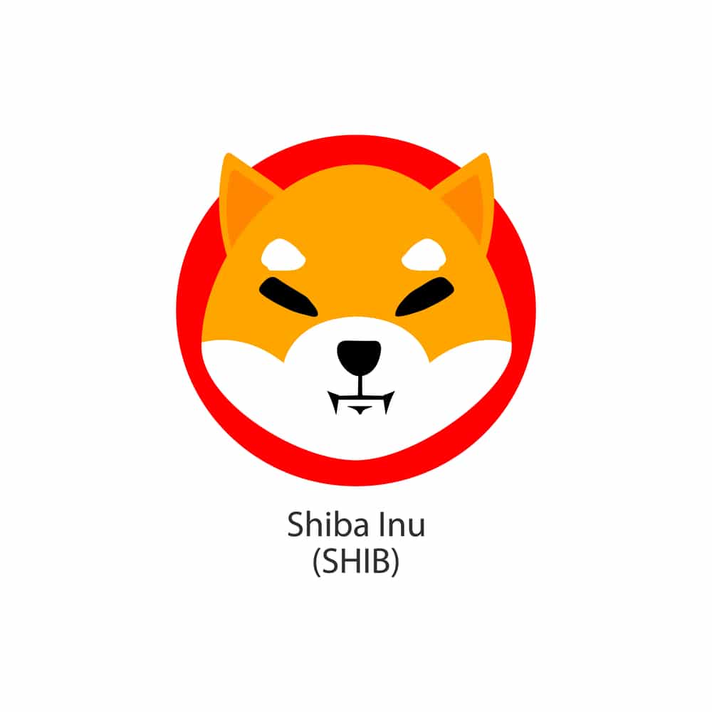 Shiba Inu - Rob