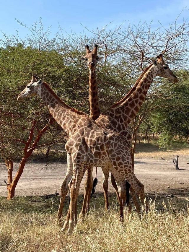 Une girafe à trois têtes