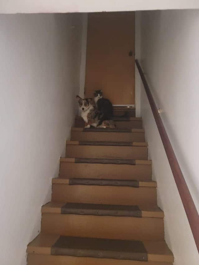 Un chat et un chien dans les escaliers 