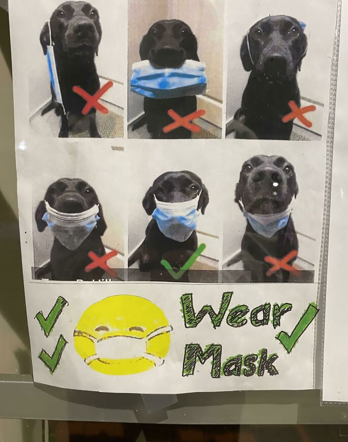 Port de masque chez le vétérinaire
