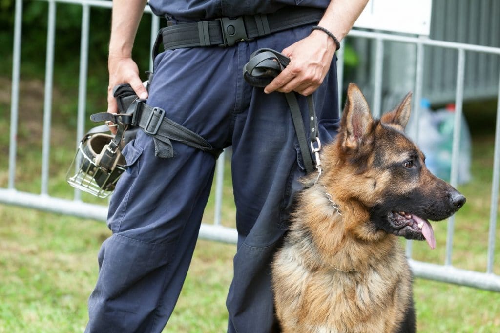 Un chien mange 25 kg de cannabis, le suspect libéré faute de preuve