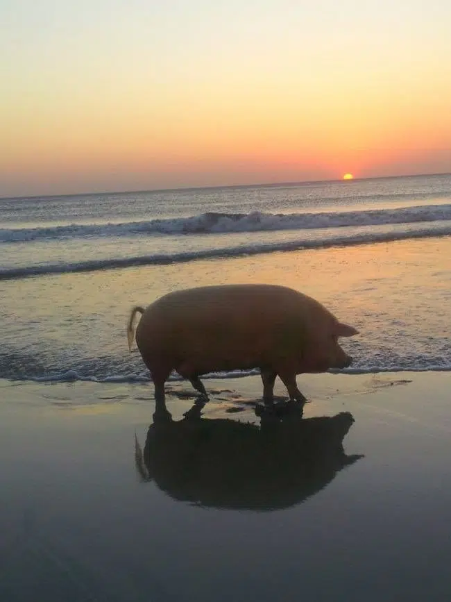 Un cochon sur la plage