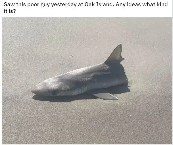 Un requin coupé en deux