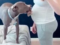 son-chien-aboie-sur-la-femme-enceinte-le-medecin-voit-lechographie-il-appelle-la-police