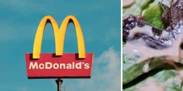 McDonald’s visée par une plainte après la découverte d’un lézard dans le burger d’une cliente