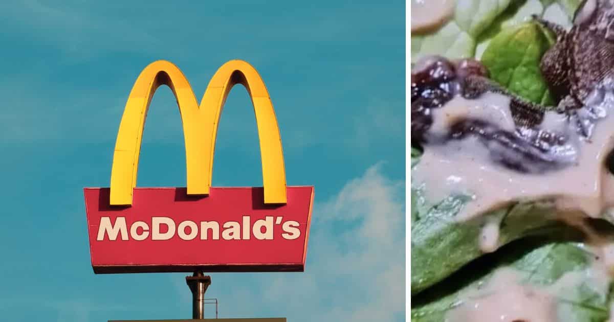 McDonald’s visée par une plainte après la découverte d’un lézard dans le burger d’une cliente