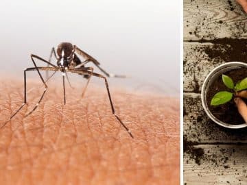 anti-moustique-naturel