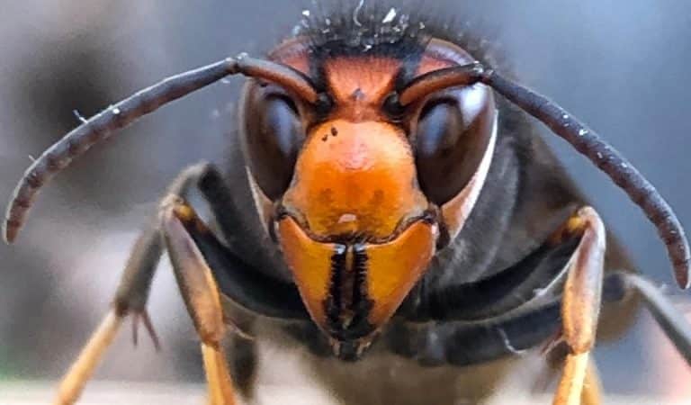 Attention, ce petit insecte est capable de vous projeter de l’acide dans les yeux
