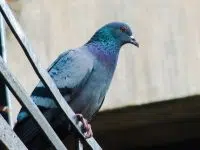 Saïd reçoit sur la nuque une énorme fiente de pigeon et se retrouve en incapacité de travail